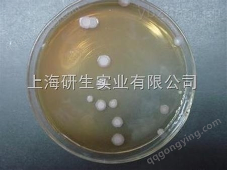 芽孢杆菌属保存条件