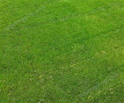 草坪種植廠家 綠化護坡草坪 運動場專用草皮 耐旱易打理